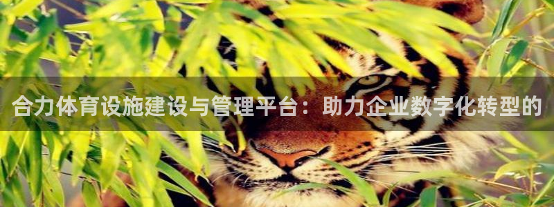 意昂4新能源：合力体育设施建设与管理平台：助力企业数